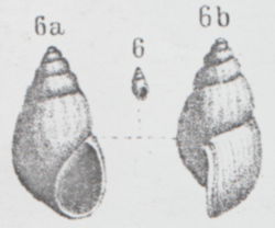 Tanousia runtoniana - Fig. in Sandberger, 1880.png