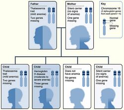 Thalassemia alpha.jpg