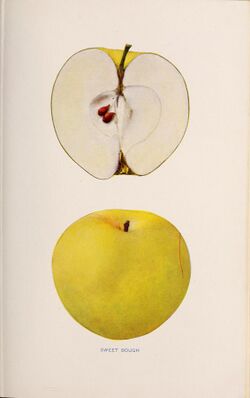The apples of New York (1905) (19125231733).jpg