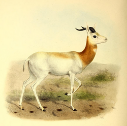 The book of antelopes (1894) Gazella ruficollis.png