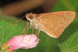 Three-spotted Skipper - Cymaenes tripunctus, Bird Rookery Swamp, Collier County, Florida (39440654411).jpg