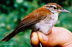 Thryophilus rufalbus (Rufous-and-white Wren) (7245413144).jpg