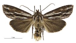 Tmetolophota similis male.jpg