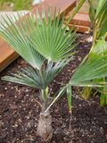 Trachycarpus princeps.jpg