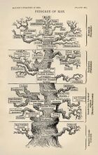 Tree of life by Haeckel.jpg