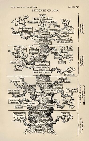 File:Tree of life by Haeckel.jpg