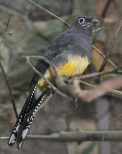 Trogon viridis qtl1.jpg