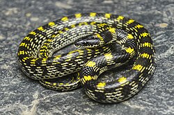 Two-coloured wolf snake.jpg