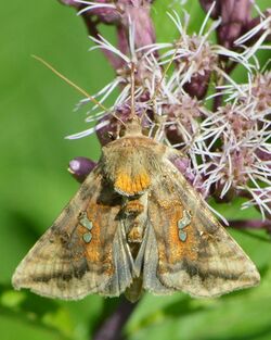 Two-spotted Looper Moth (Autographa bimaculata) - Springdale, Newfoundland 2019-08-16 (01).jpg