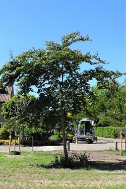 Ulmus uyematsui (Loosdrecht Dekkerplantsoen).jpg