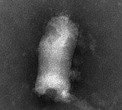Negative stain electron micrograph of "Piscine novirhabdovirus"
