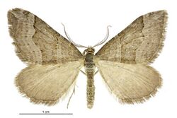 Xanthorhoe orophyla male.jpg