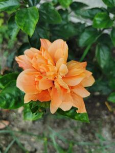 朱槿 Hibiscus rosa-sinensis 20201012185058 01.jpg