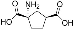 1-amino-1,3-dicarboxycyclopentane.png