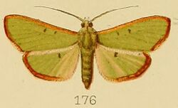 176-Parotis brunneomarginalis (Kenrick, 1907).JPG