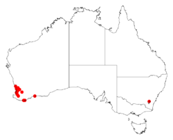 Acacia horridulaDistMap442.png