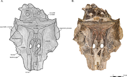 Allodelphis skull.png