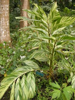 Alpinia zerumbet variegata.jpg