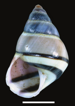 Amphidromus xiengkhaungensis shell.png
