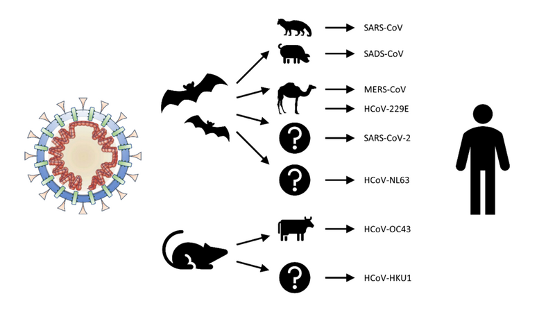 File:Animal origins of human coronaviruses.png