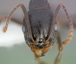 Aphaenogaster patruelis casent0005726 head 1.jpg