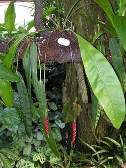 Araceae Anthurium gracile 1.jpg