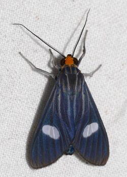 Arctiid Moth (Glaucostola guttipalpis) (39173808644).jpg