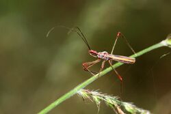 Assassin Bug (Repipta sp.) (31423519242).jpg