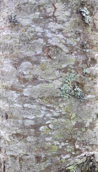 File:Bark of an young Arolla pine.jpg