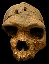 Homo heidelbergensis.jpg