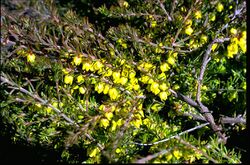 Boronia purdieana.jpg