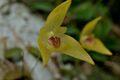 Bulbophyllum drymoglossum 狹萼豆蘭 (33305489641).jpg