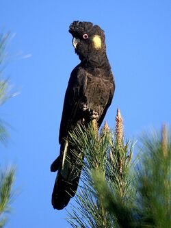 Calyptorhynchus funereus (male) -Wamboin-8.jpg