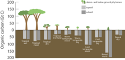Carbon stored in ecosystems.png