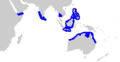 Graceful shark geographic range