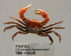 Chiromantes haematocheir - National Museum of Nature and Science, Tokyo - DSC07542.JPG