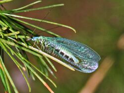 Chrysopidae - Chrysopa perla.JPG