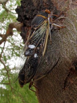 Cicadas Mating - Flickr - treegrow (1).jpg