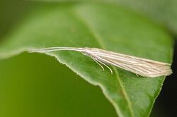 Coleophora.trochilella.-.lindsey.jpg