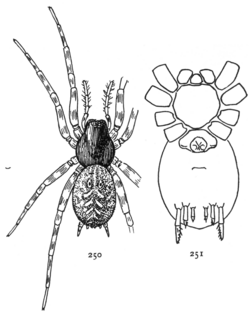 Common Spiders U.S. 250-1.png