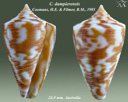 Conus dampierensis 1.jpg