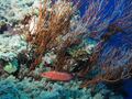 Coral hind cruising past a mostly dead gorgonian. (6166399932).jpg