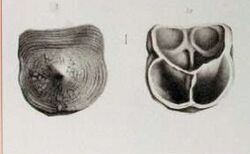 Craniscus tripartitus draw.jpg