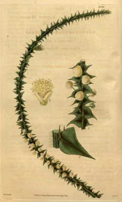 Curtis's botanical magazine (Plate 3341) (8203269260).jpg