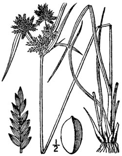 Cyperus houghtonii BB-1913.png