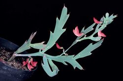 Daviesia epiphyllum.jpg