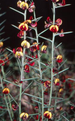 Daviesia genistifolia.jpg