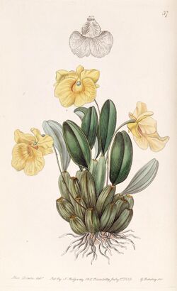 Dendrobium jenkinsii - Edwards vol 25 (NS 2) pl 37 (1839).jpg