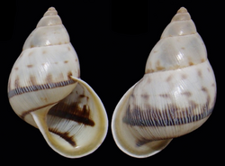 Drymaeus branneri shell.png