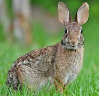 A rabbit sitting upright in a field, turning to face the camera, its fur a light brown ticked with grey and dark brown, its ears upright